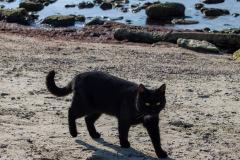 Кот на пляже в Актау
