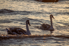 Лебеди в Актау фото
