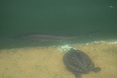 Осётр и черепаха в аквариуме Caspian Riviera