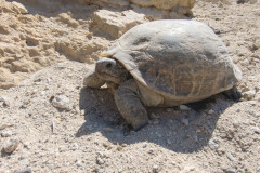 фото черепаха в урочище Саура