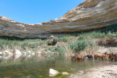 фото лошади на водопое в каньоне Cаура